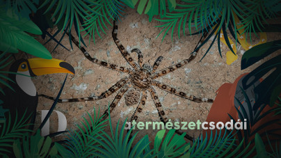 A világ egyik legnagyobb pókfajának tányérnyi méretétől az ereidben is meghűl a vér