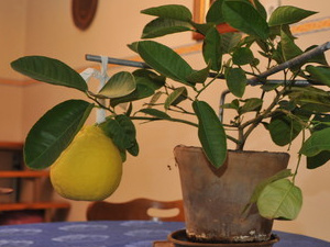 Hatalmas citrom fejlődött Szegeden