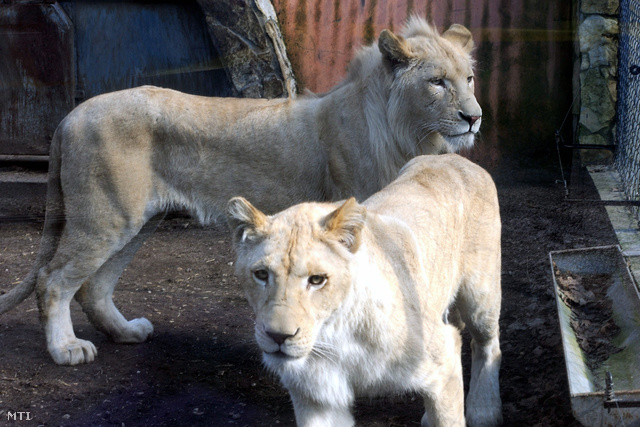 Ritka és különleges, a köznyelvben fehérnek nevezett dél-afrikai oroszlánokat (Panthera leo krugeri) láthatnak a Szegedi Vadaspark látogatói.