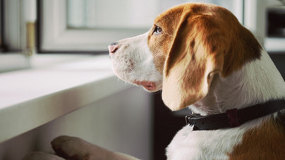 Nyaliszőnyeg, kutyatévé, rollerezés - így győzd le a kutyád szeparációs szorongását