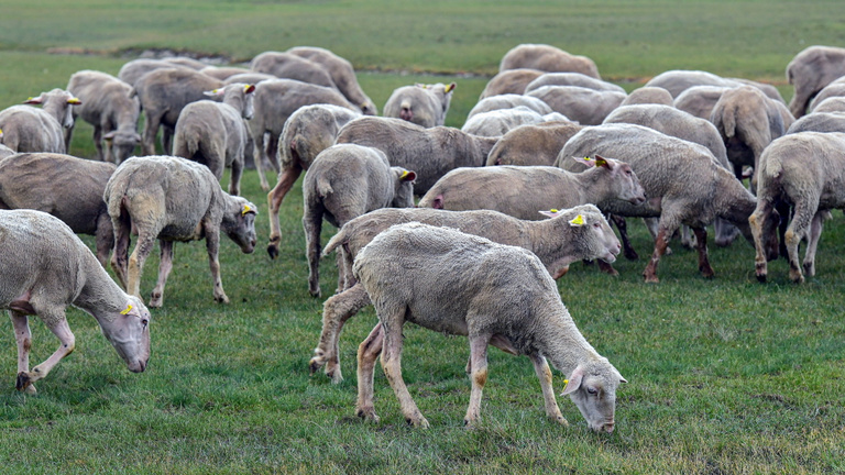 Átalakult az uniós báránypiac, és ebből végre mi is profitálunk
