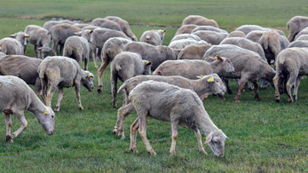 Átalakult az uniós báránypiac, és ebből végre mi is profitálunk