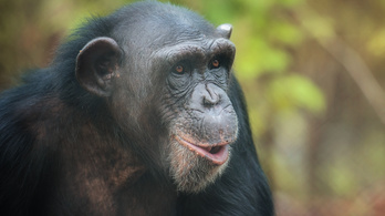 Viszonya volt egy csimpánzzal, azonnal kitiltották az állatkertből