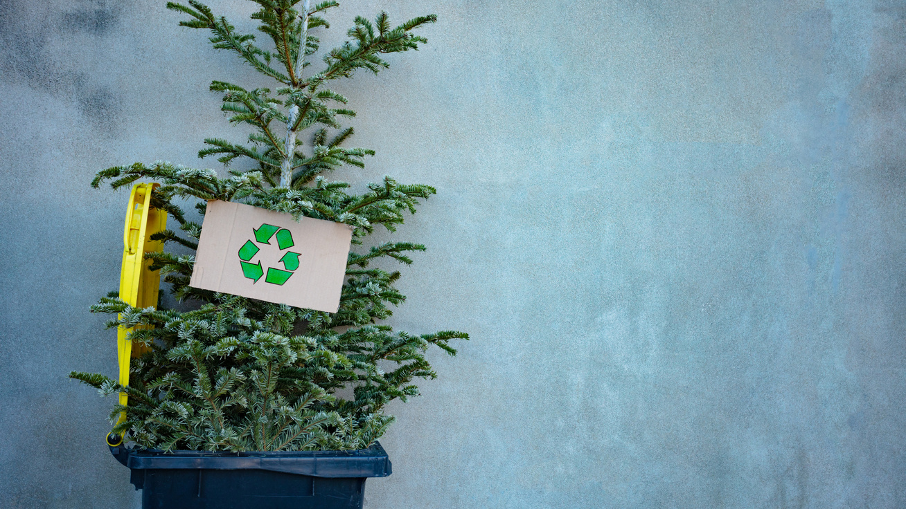 Hova szabad kidobni a karácsonyfát, és hogyan lehet újrahasznosítani? 10 tanács, amit érdemes megfogadni