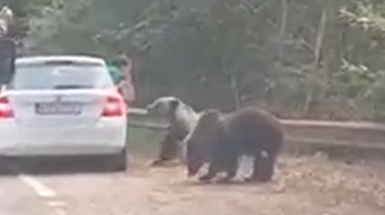 Autóba ülő nőnek ugrott neki a medve Romániában