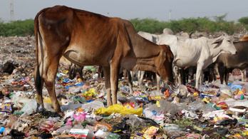 A műanyagszemétbe fulladnak bele az állatok Ázsiában
