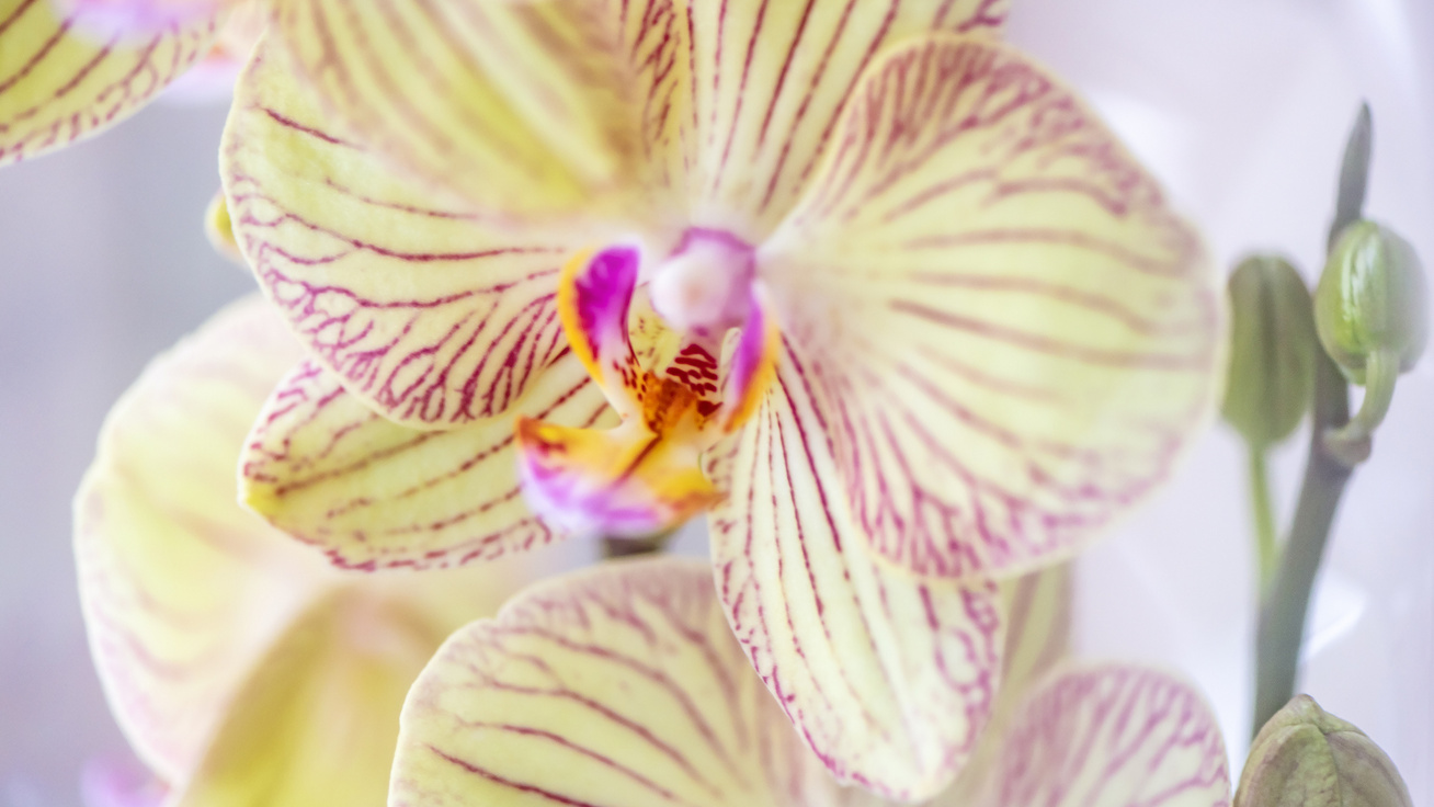 Így lesz mindig egészséges és dús virágzatú az orchidea: Megyeri Szabolcs kertész tanácsai