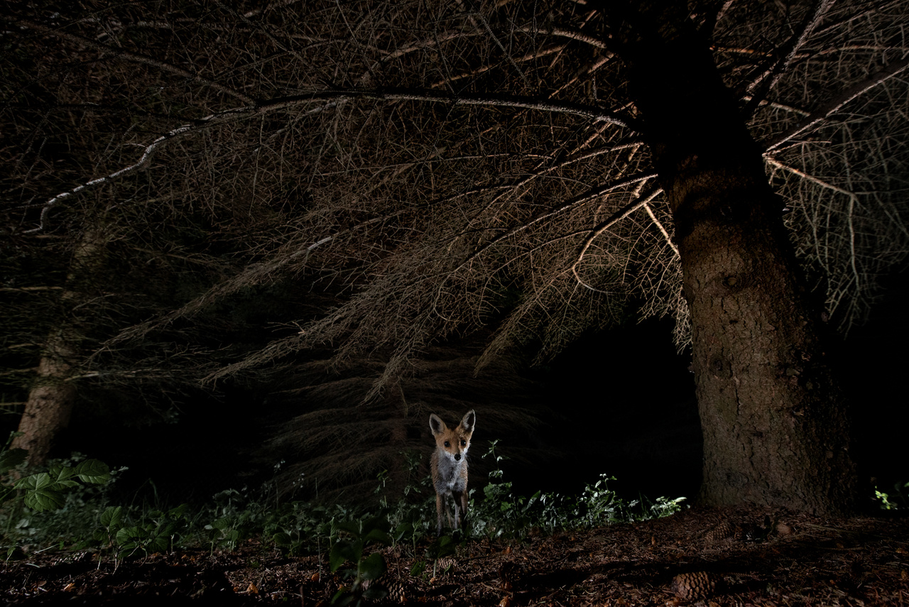Roxy a fenyves erdőben haladva megállt egy pillanatra, hogy megfigyelje a kihelyezett fényképezőgépet. A bundája átnedvesedett a réten lévő harmatos, magas fűtől.