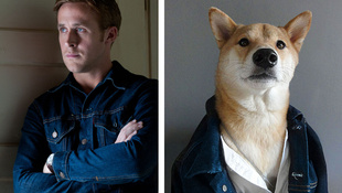 Ryan Gosling inspirálja a világ legstílusosabb kutyáját