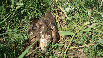 Már 8000 hektáron ölik méreggel az állatokat Pest és Heves megye határában