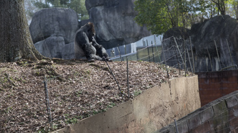 Gondozója fertőzhette meg koronavírussal a világ legidősebb gorilláját