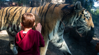Sérült gyermekeknek szervez programot a budapesti állatkert
