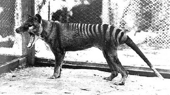 Felújított felvételen az 1936-ban kihalt tasmán tigris
