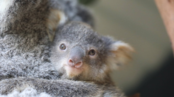 Aggódnak a természetvédők: másodszor fenyegeti kihalás a koalákat