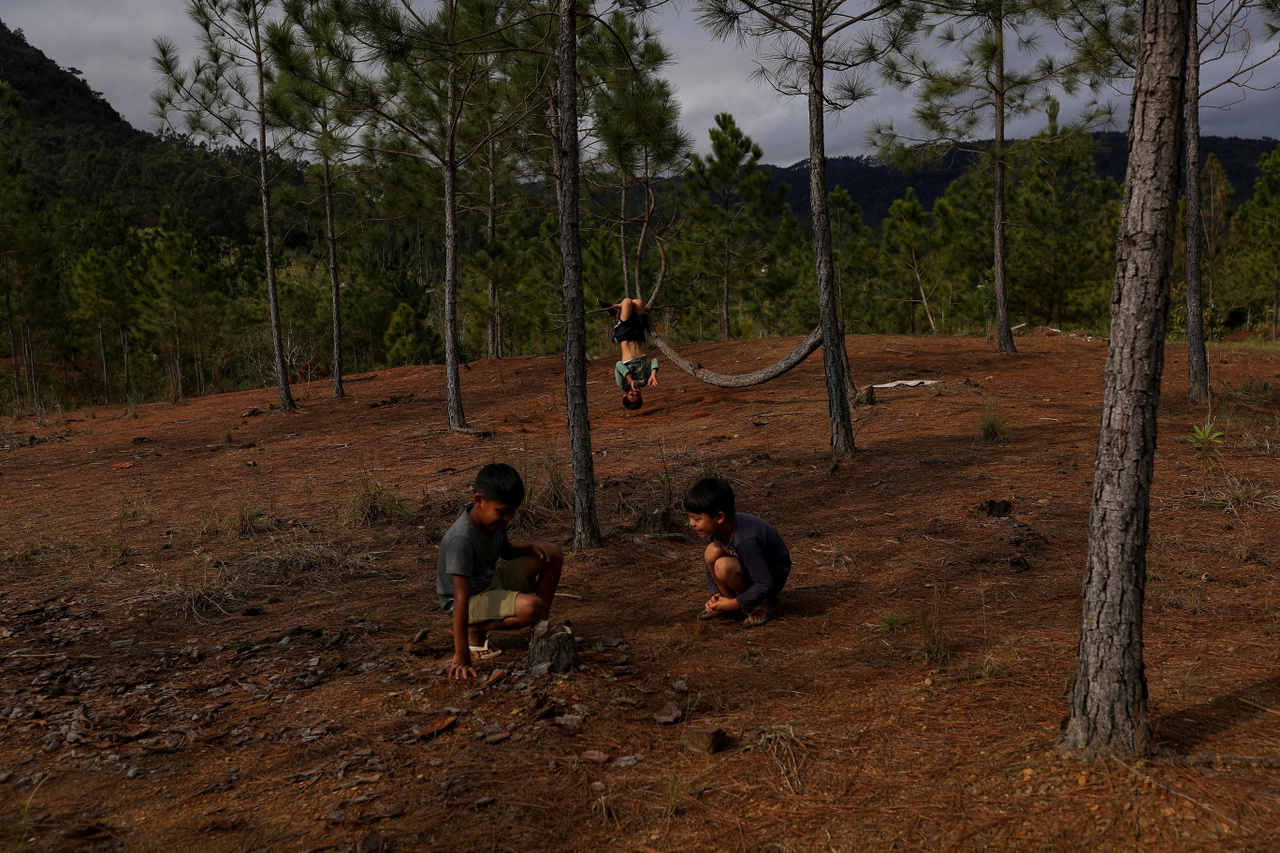 Gyerekek játszanak fenyőfák alatt a xoklengek által lakott Laklano bennszülött területen Santa Catarina állatban.