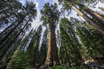 Erdőtűz fenyegeti a világ legnagyobb fáját: okos módszerrel próbálják megvédeni a szakértők