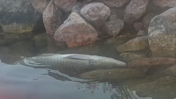 Videón, ahogy a hátukon fekve készültek a halálra az amurok a Velencei-tóban