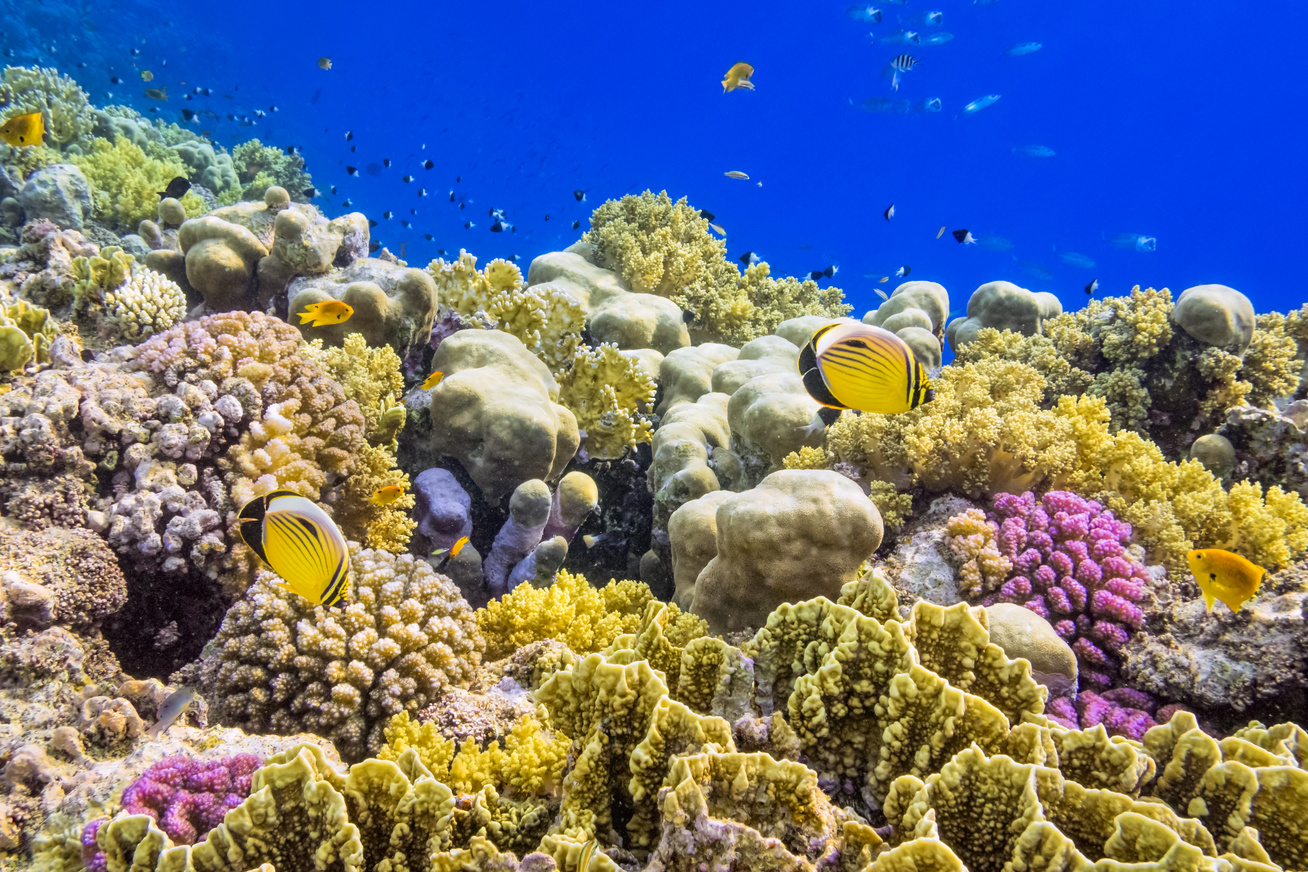 Korallzátonyok csökkenése