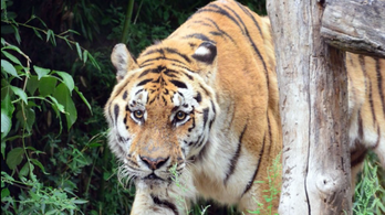 Új lakója van a Fővárosi Állatkertnek, egy „megözvegyült” állatot fog boldogítani