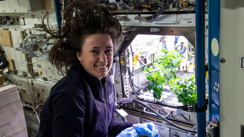 Csípősebb az űrben termesztett paprika?