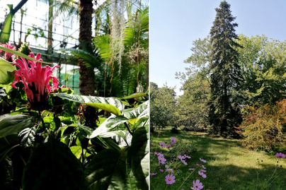 Debrecen botanikus kertje olyan, akár egy ékszerdoboz: termő banánfák és több száz éves ritka fák között sétálhatsz