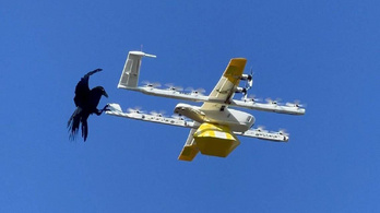 Videón, ahogy a hollók megtámadják a drónokat Ausztráliában