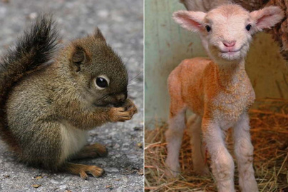 10 állatfotó, ami mindenkit jobb kedvre derít: picik és nagyon aranyosak