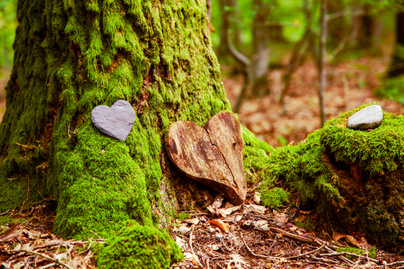 Az egyetlen kegyeleti erdő itthon, ahol nem sírhelyet, hanem fát válthatunk szeretteinknek: az agostyáni Emlékerdő