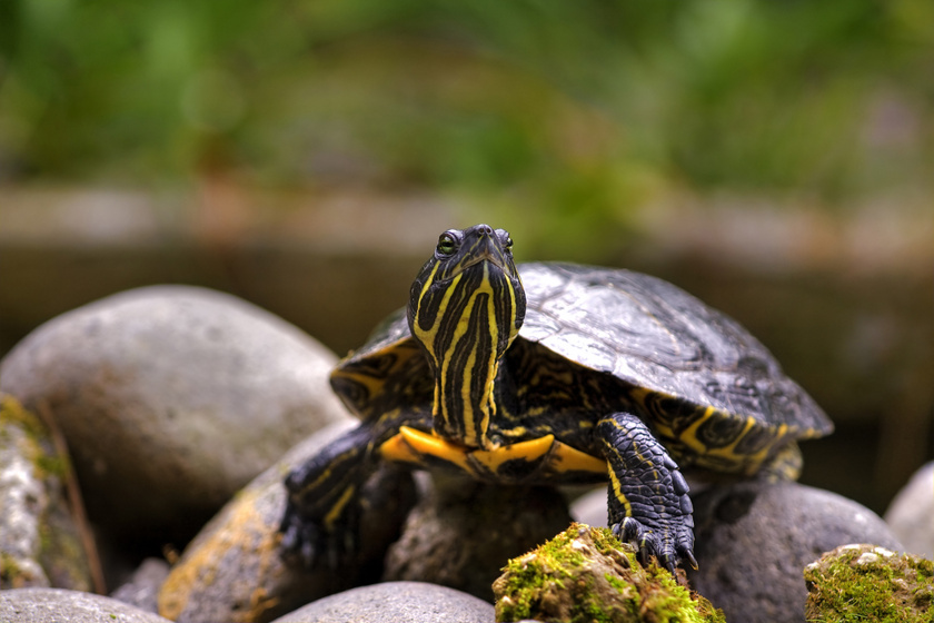 10 hihetetlen jelenség az állatvilágból: fenekén lélegző teknős és háromszívű polip