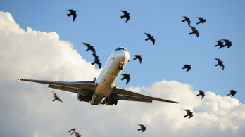 Disznókat vetnek be a madarak ellen az amszterdami repülőtéren