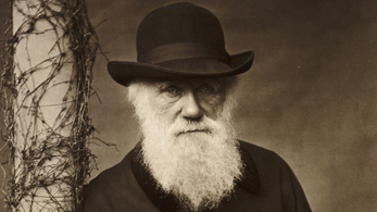 Magyar kutatók javították ki Charles Darwin szexuális szelekciós elméletét