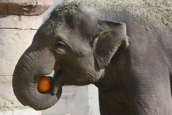 Tököket zúznak össze az oregoni állatkert elefántjai - nekik ilyen egy Halloween party