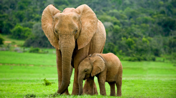 A nőstény elefántok nem növesztenek agyart az orvvadászok miatt