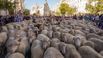 Bárányok és kecskék vonultak végig Madridon
