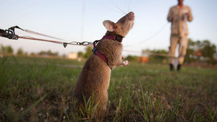 Így mentette meg egy patkány több ezer ember életét: még partit is szerveztek neki
