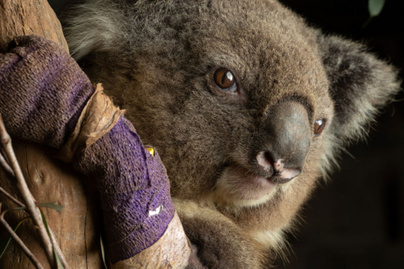 Száz koalát mentett ki az ausztráliai bozóttűzből a hős kutya: kitüntetést kapott érte