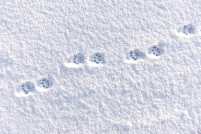 Őszintén meglepődött a havazáson a két cica: gyönyörű fotósorozat a holland gazditól