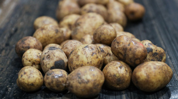 Egy csaknem 8 kilogrammos burgonya lehet a világ legnagyobb krumplija