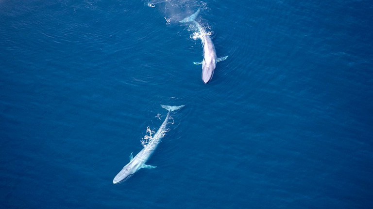Mégis beleszól a bálnaürülék a klímaváltozásba?