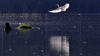 Rehabilitálták a tavakat, megújultak a madárlakok Bács-Kiskun megyében