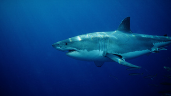 Nem keresik tovább az ausztrál férfit, akit megtámadott egy cápa