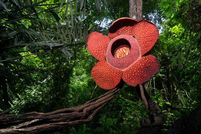 Az óriás bűzvirág bimbója 10 kilós is lehet: mutatjuk a világ legkülönlegesebb virágait