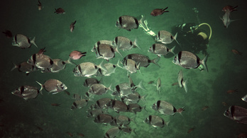 A mélyebb, hidegebb vizekbe vándorolnak a tengeri fajok a tengervíz felmelegedése miatt