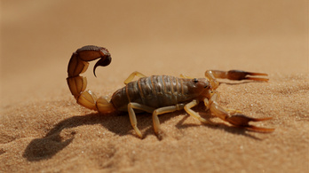 Tömegével támadtak az emberekre a skorpiók Egyiptomban