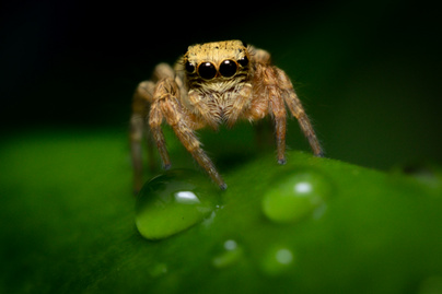 8 szobanövény, amitől irtóznak a pókok: garantáltan kimenekülnek a lakásból