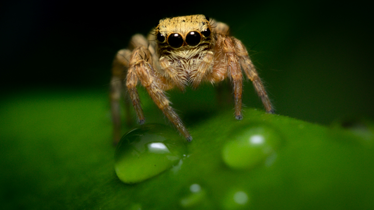 8 szobanövény, amitől irtóznak a pókok: garantáltan kimenekülnek a lakásból