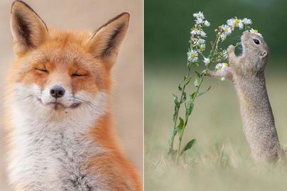 Ilyenek az állatok, amikor úgy érzik, nem látja őket senki: gyönyörű fotók készültek