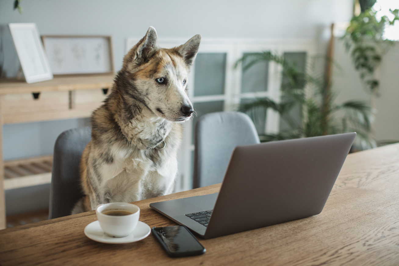 kutya-laptop