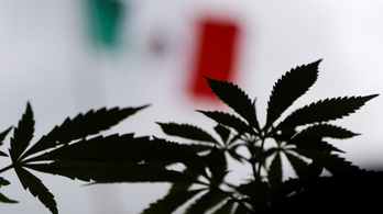 A rendőrség 250 tonna illegális marihuánát foglalt le
