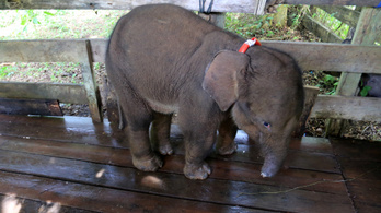 Elpusztult az orvvadászok csapdájában fél ormányát elvesztő kiselefánt